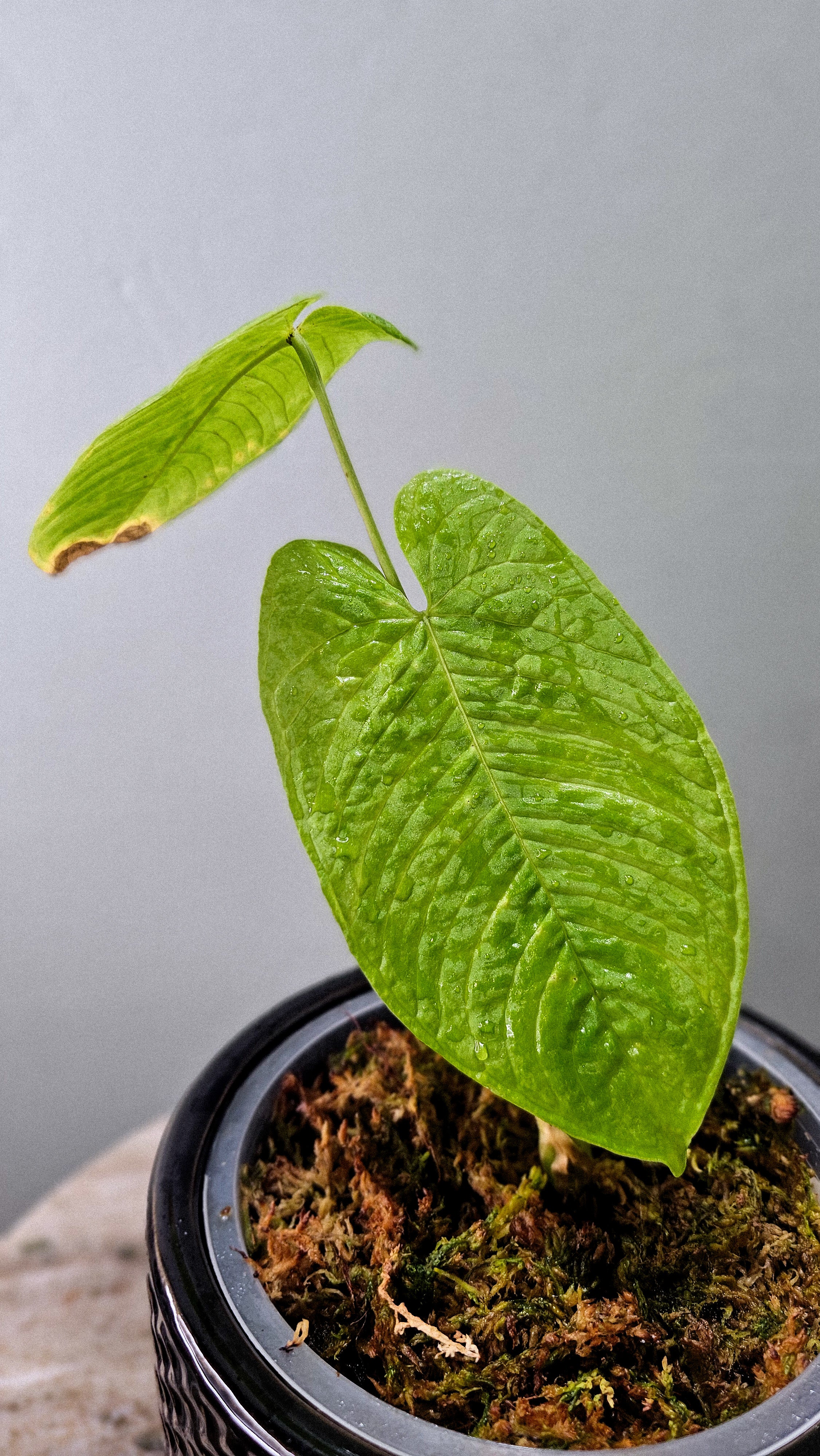 Anthurium pulverulentum