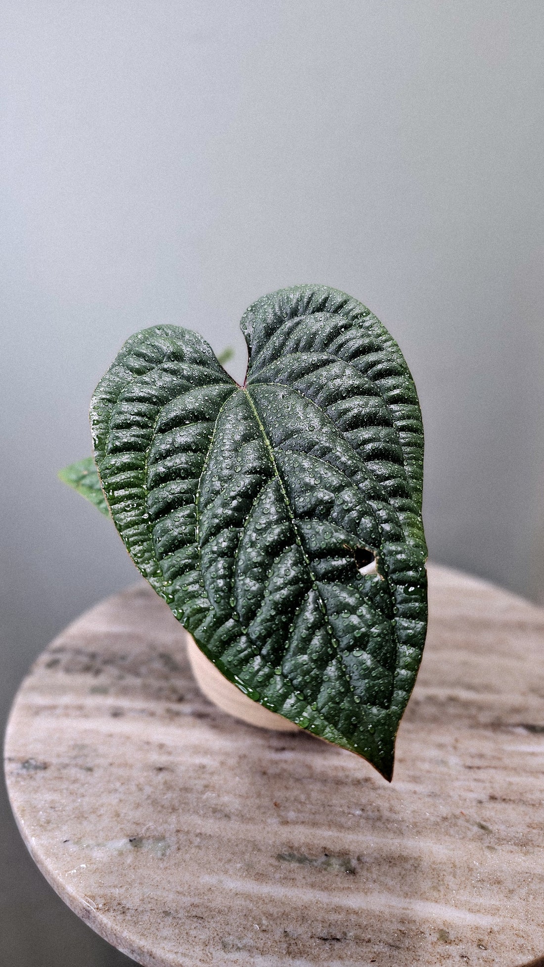 Anthurium Radicans x Luxurians Weekly Feature