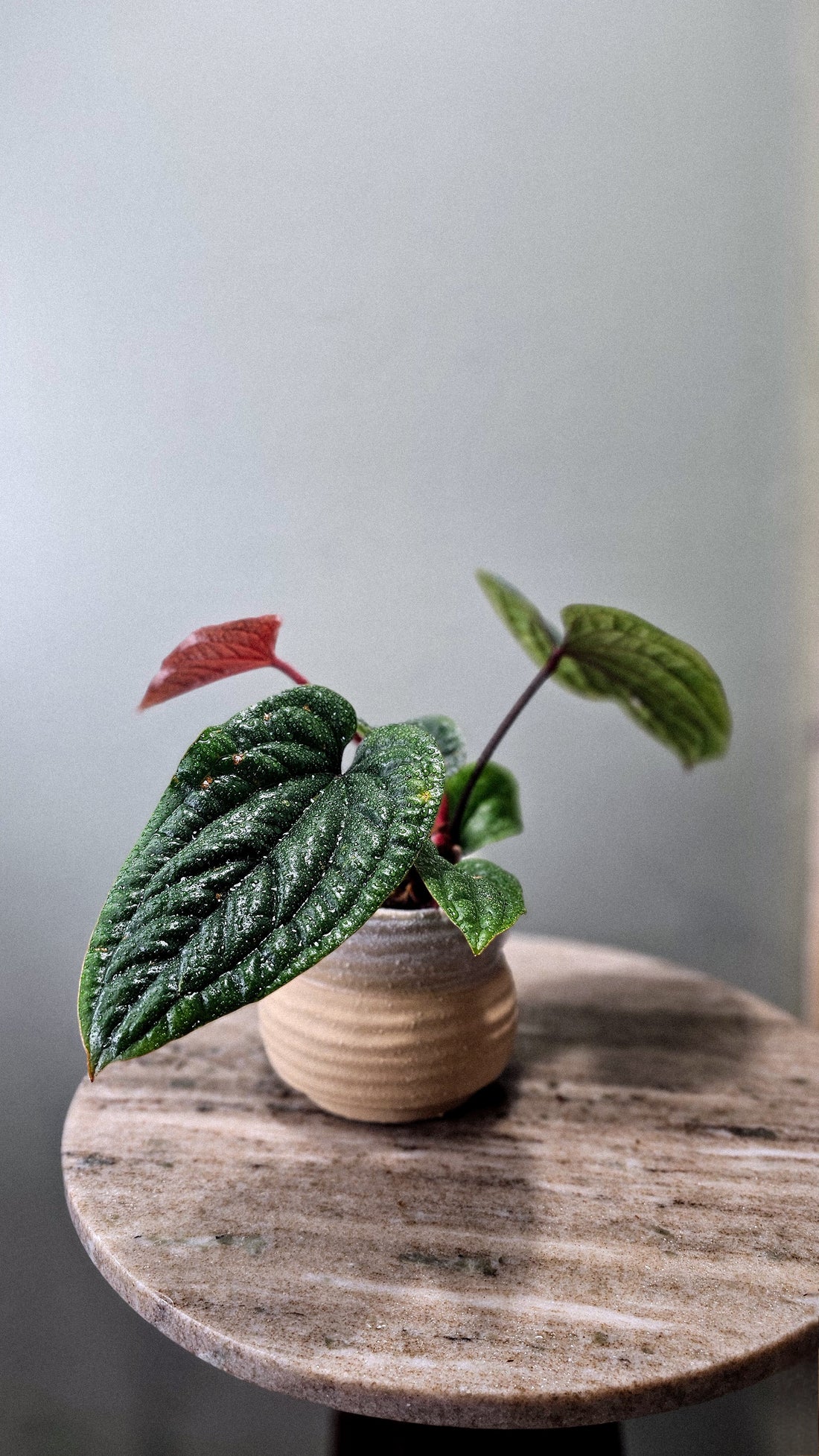 Anthurium Radicans x Luxurians Weekly Feature