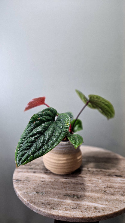 Anthurium Radicans x Luxurians Weekly Feature