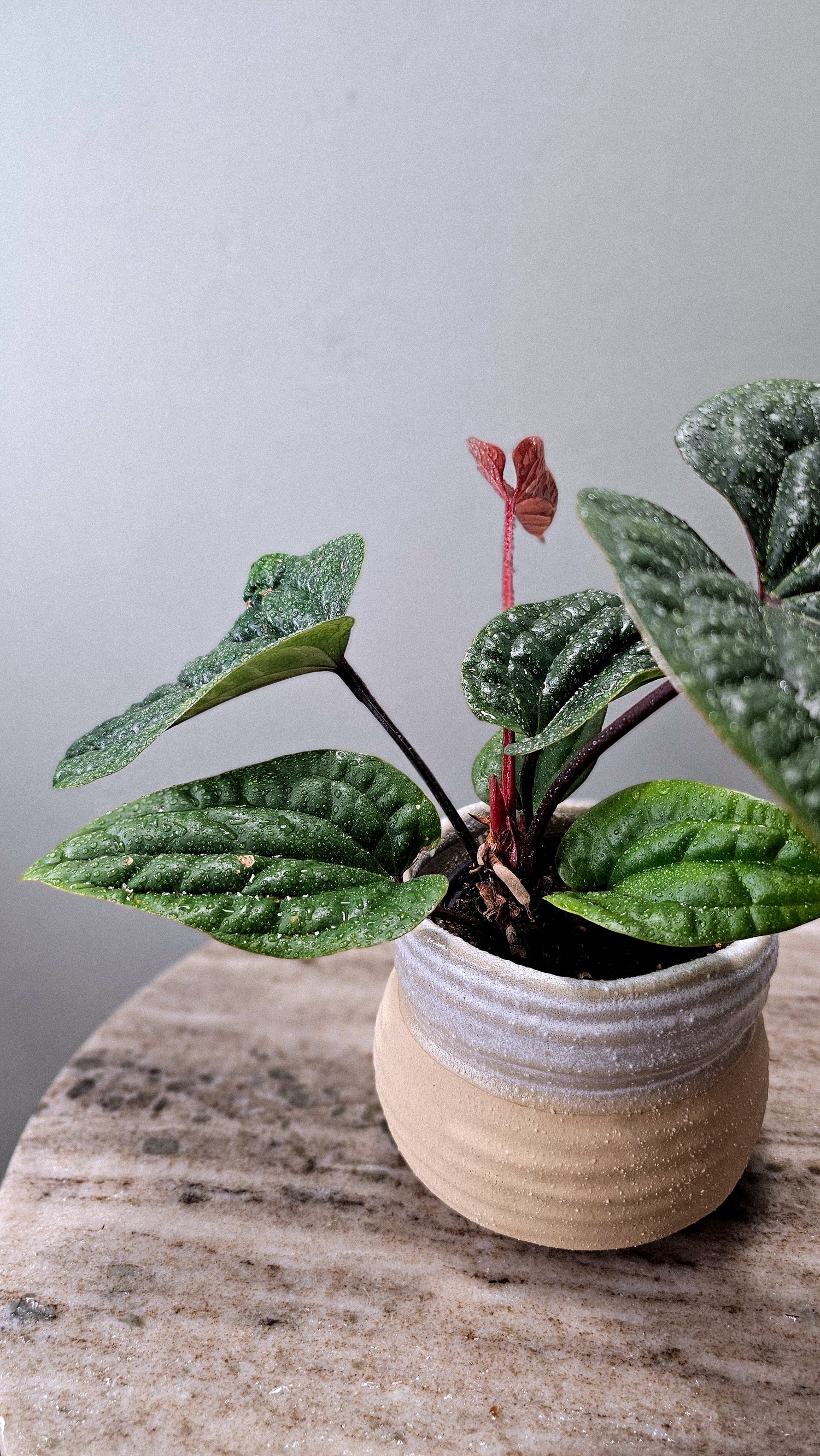 Anthurium Radicans x Luxurians Weekly Feature