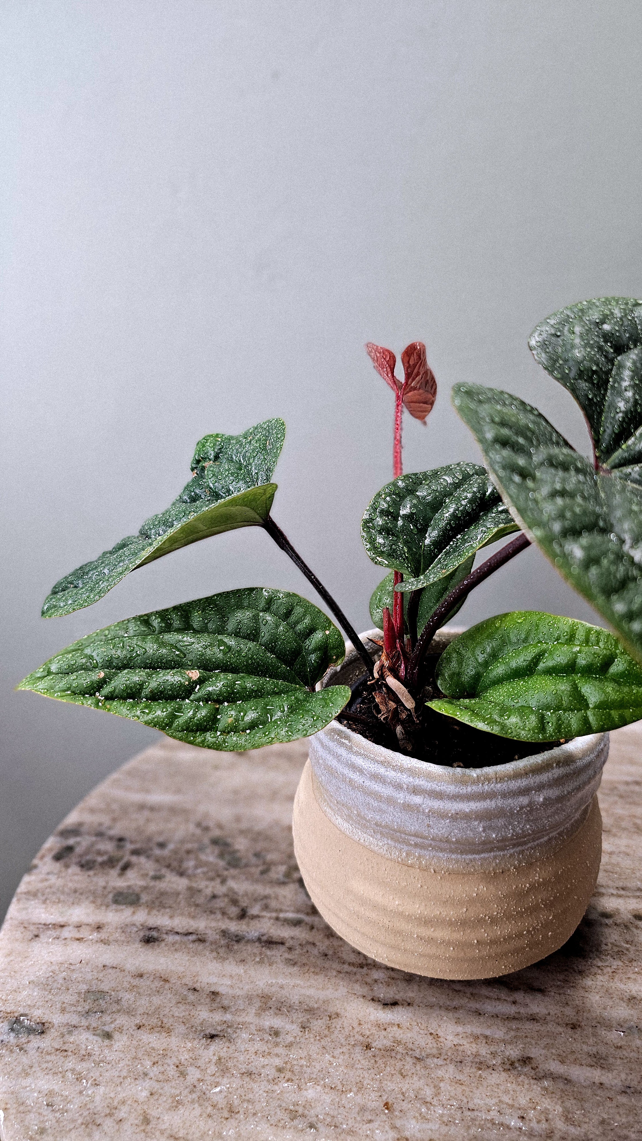Anthurium Radicans x Luxurians Weekly Feature