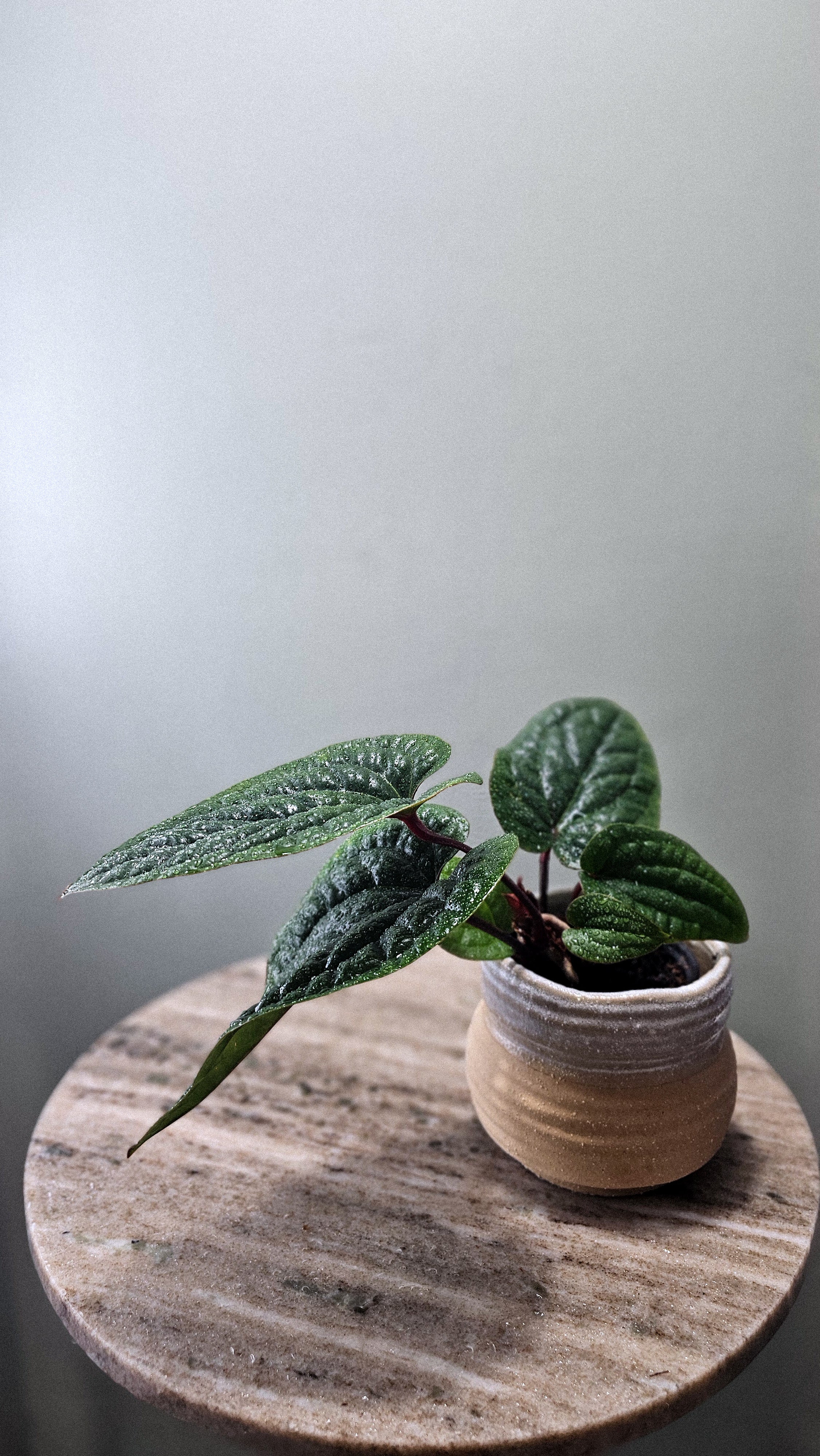 Anthurium Radicans x Luxurians Weekly Feature