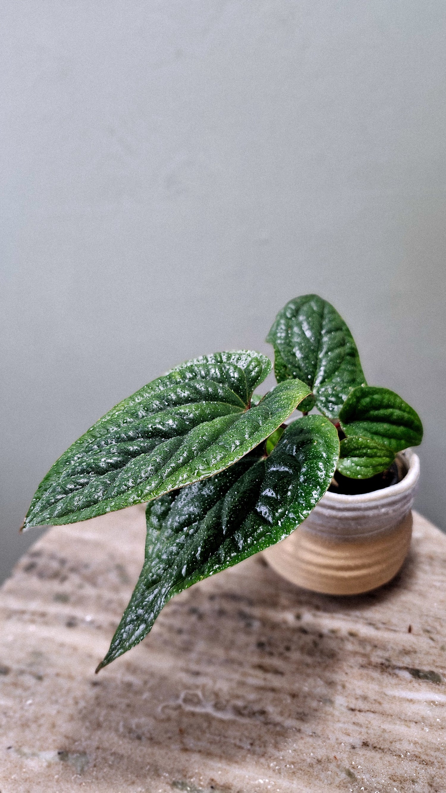 Anthurium Radicans x Luxurians Weekly Feature