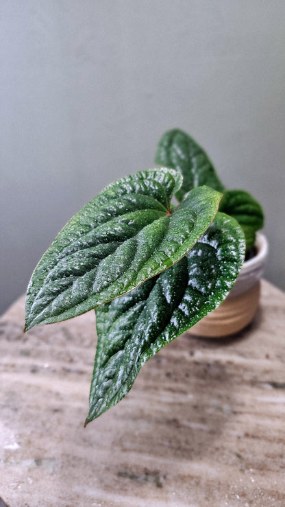 Anthurium Radicans x Luxurians Weekly Feature