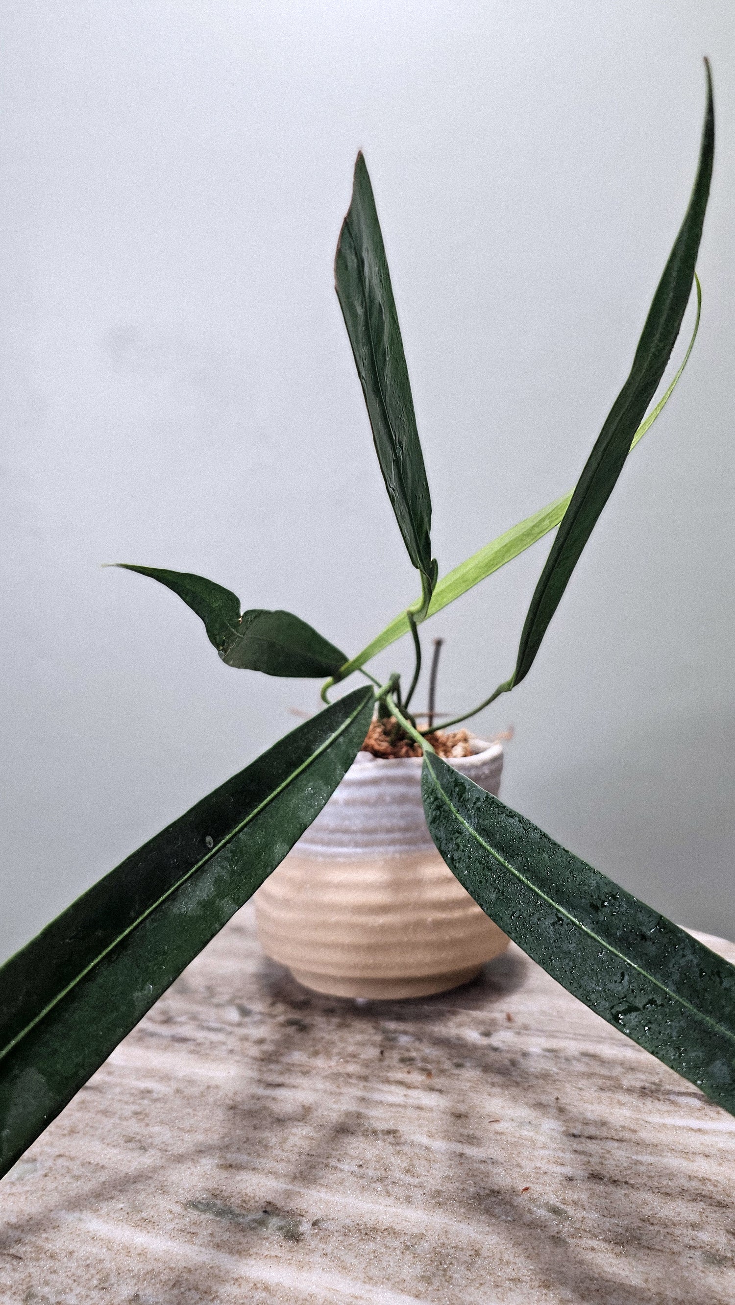 Anthurium vittarifolium narrow