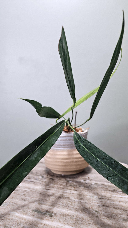 Anthurium vittarifolium narrow