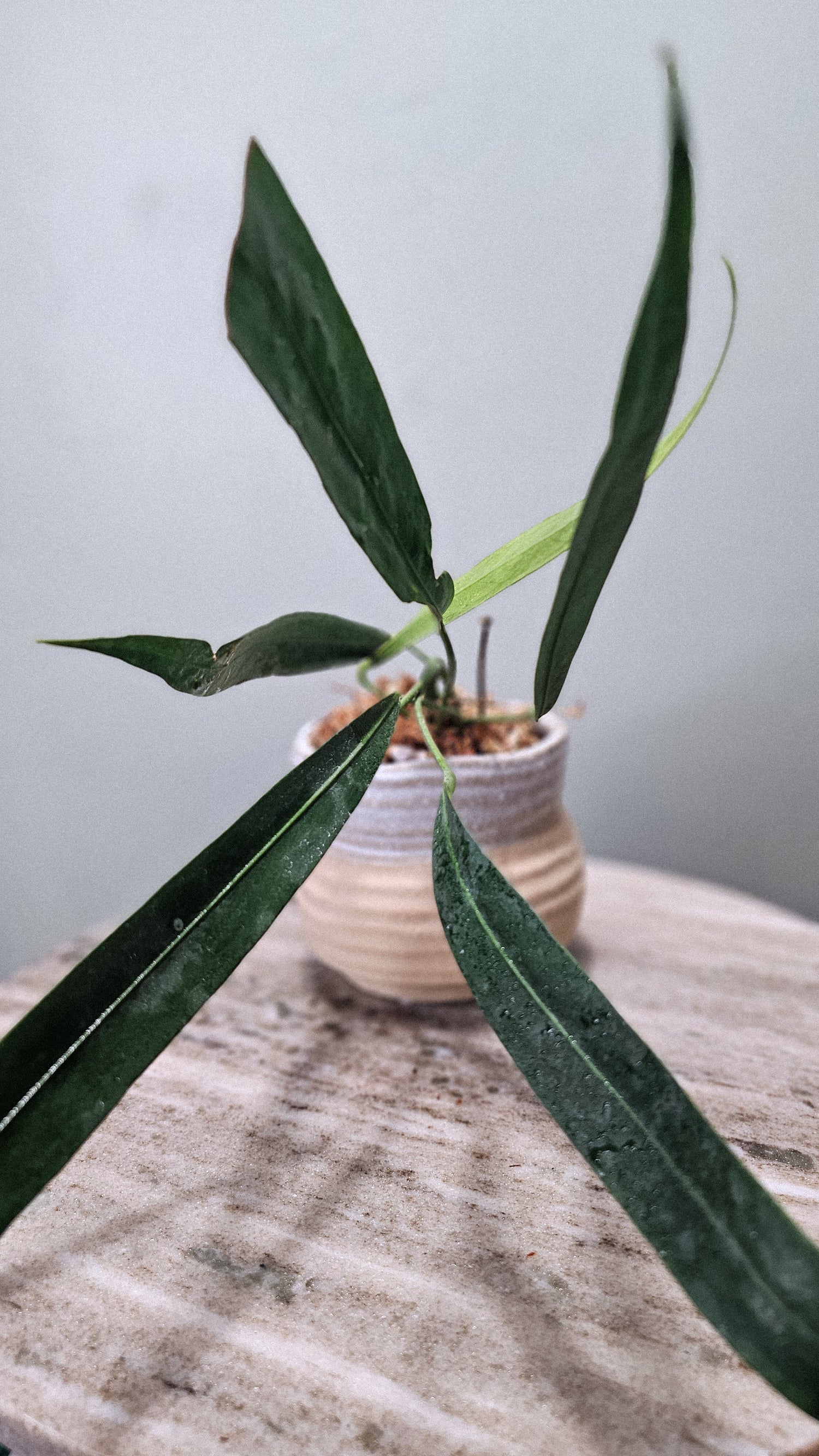 Anthurium vittarifolium narrow