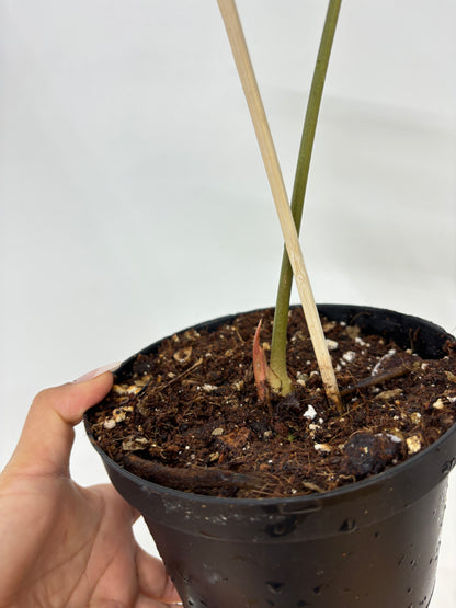 (A) Anthurium Pterodactyl Variegated