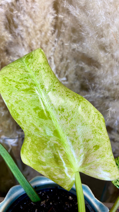 Philodendron Domesticum Marble Variegated (WP52)