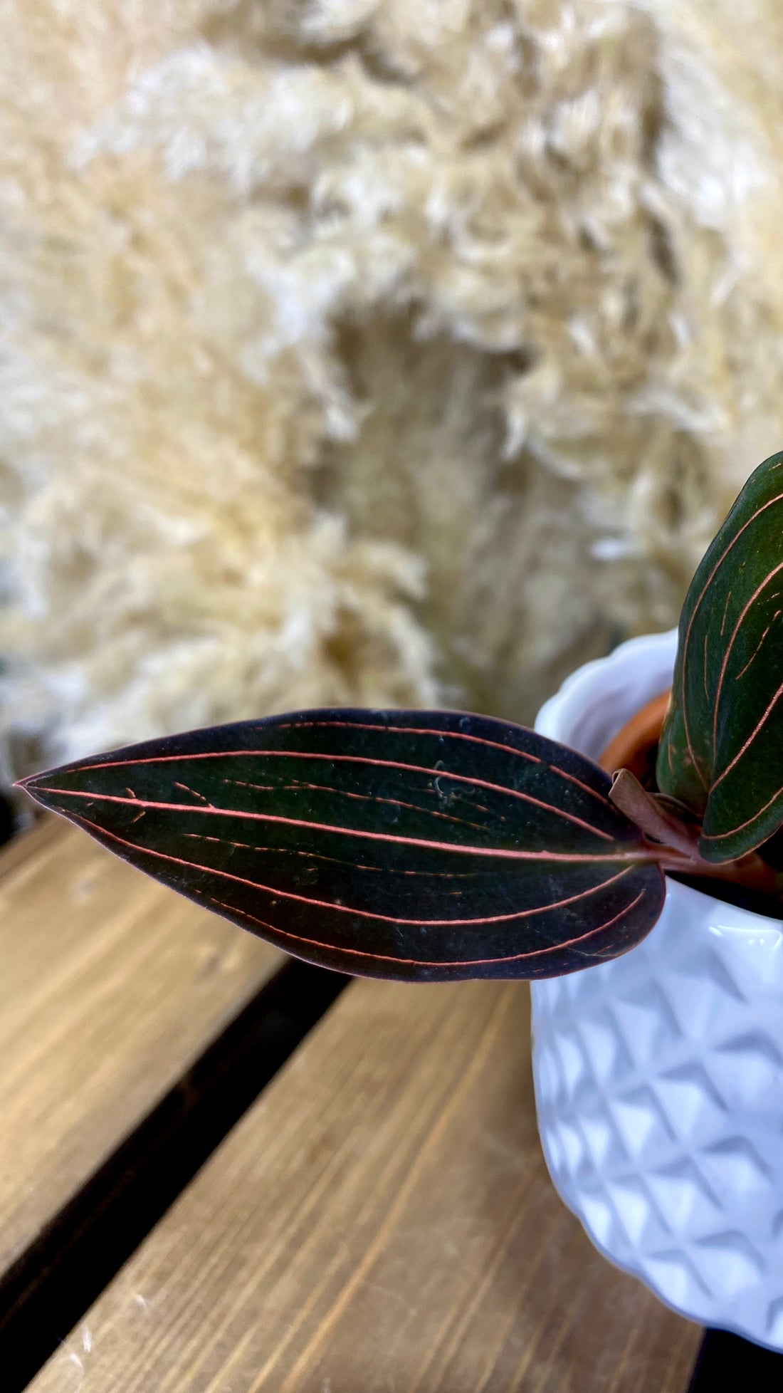 Ludisia Discolor
