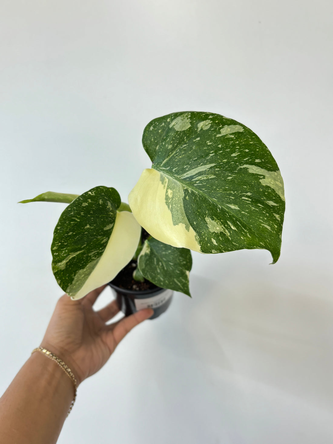 Monstera Thai Constellation-Medium