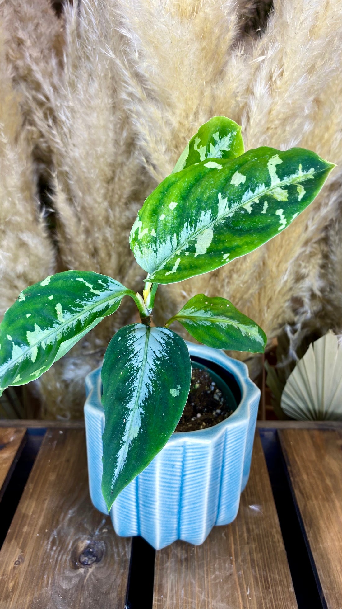 Aglaonema Pictum Tricolor 4"