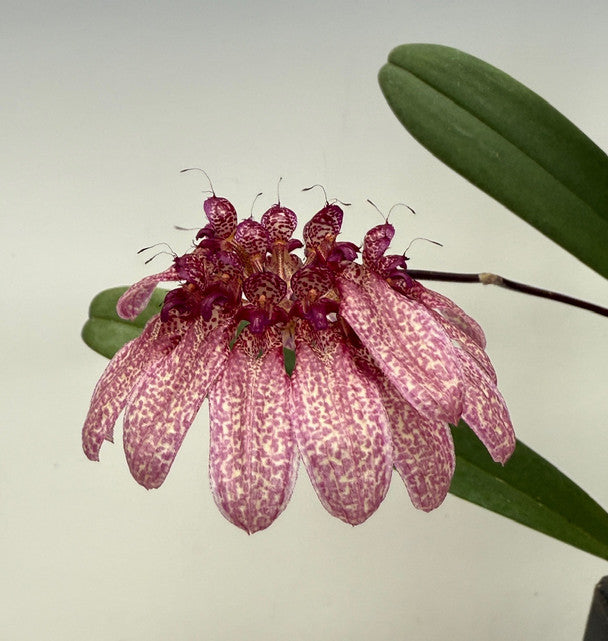 Bulbophyllum longiflorum Pink
Spot Seeding