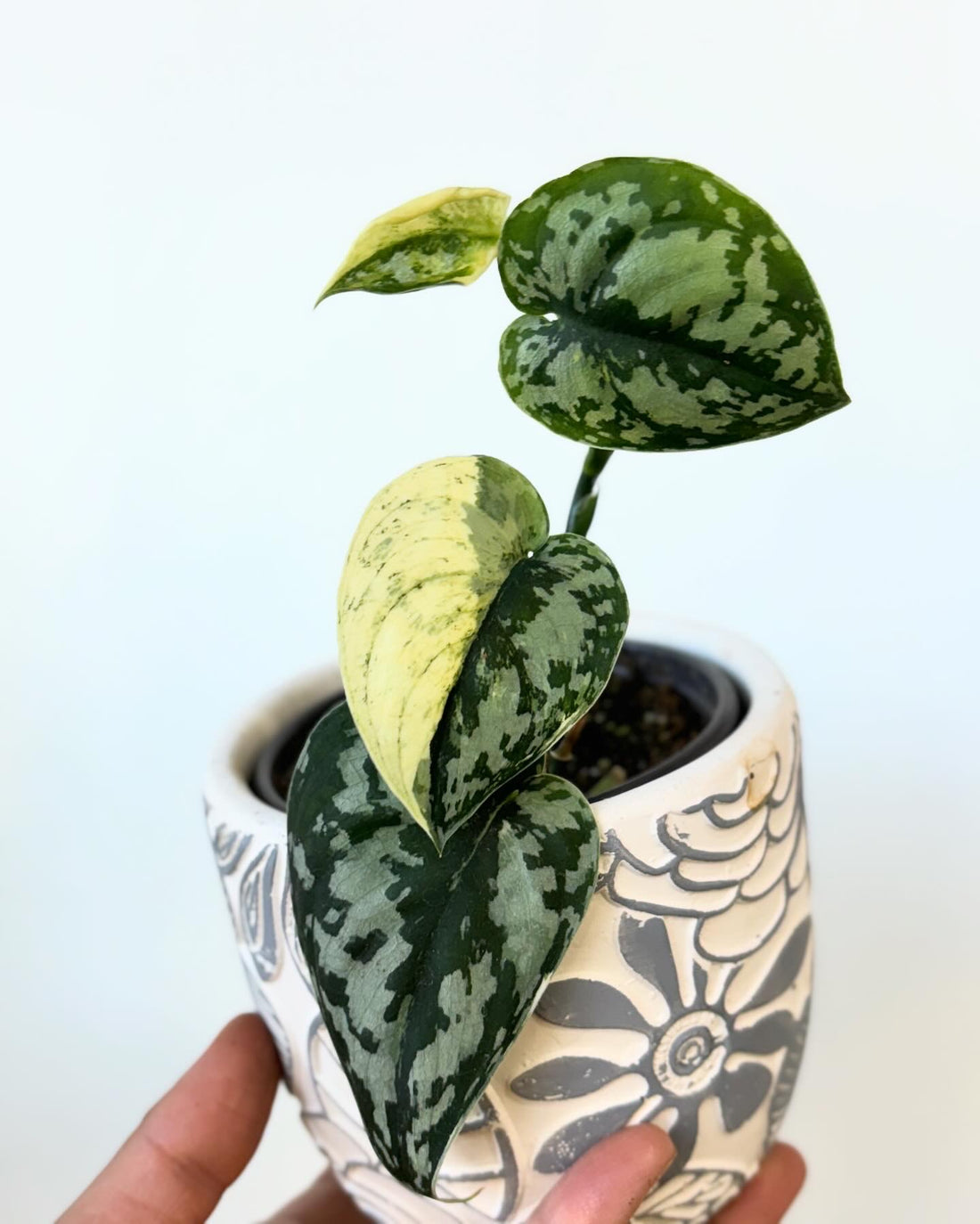 Scindapsus Mayari Variegated