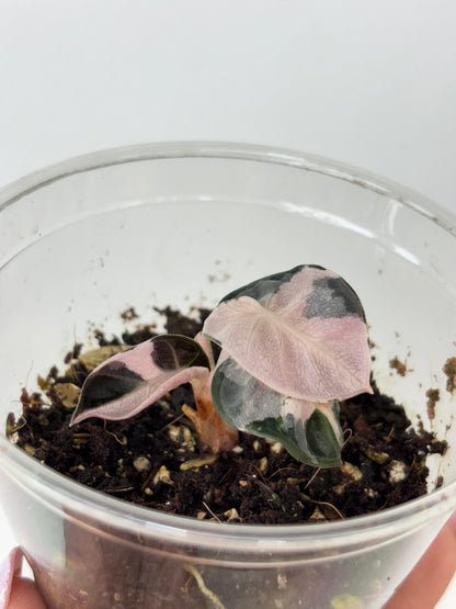 (B) Alocasia Ballon Heart Variegated