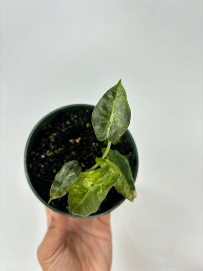 Alocasia Parasol Variegated