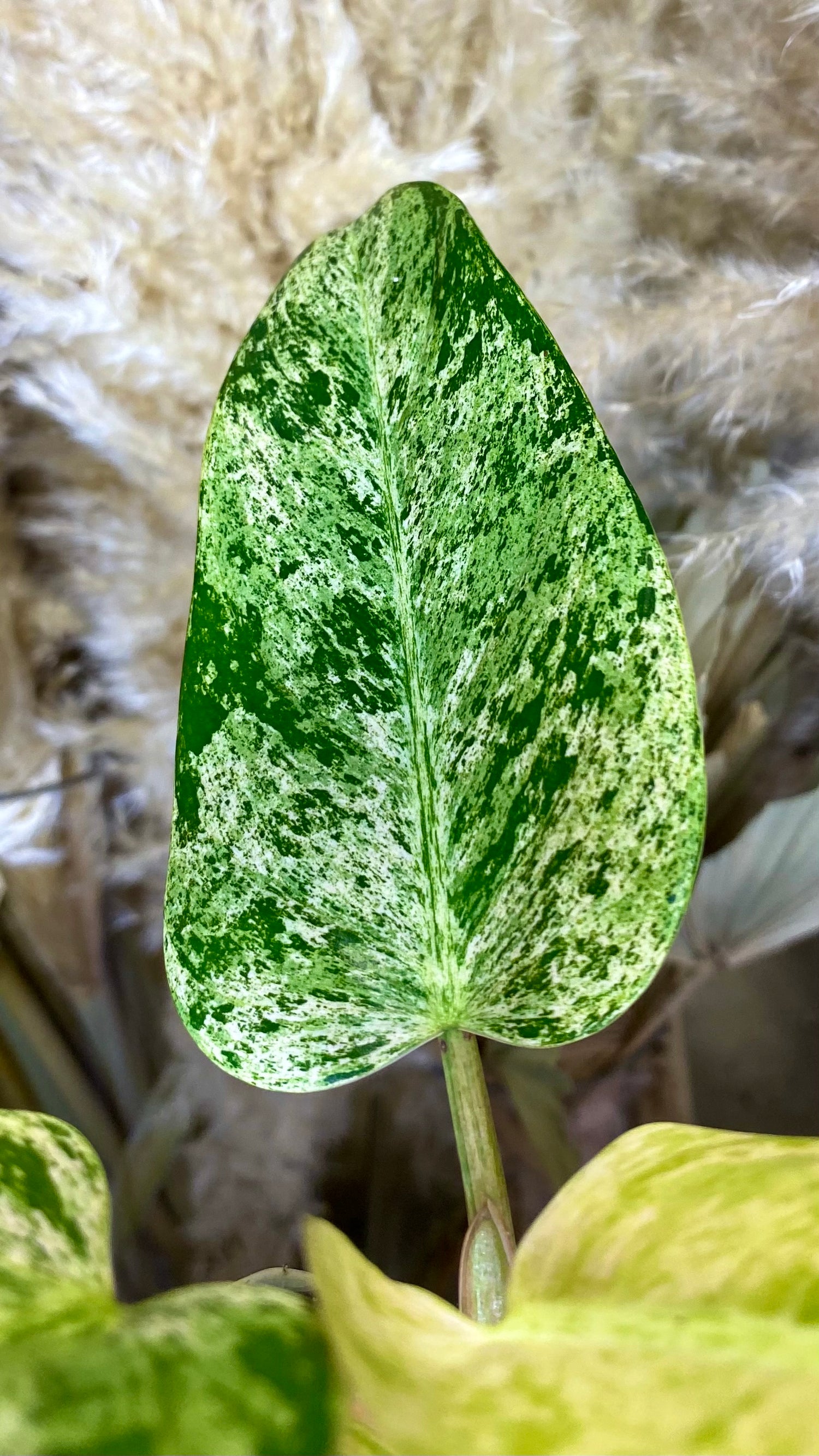 variegated domesticum philodendron Philodendron Domesticum Marble Variegated (WP50) – Wilderly
