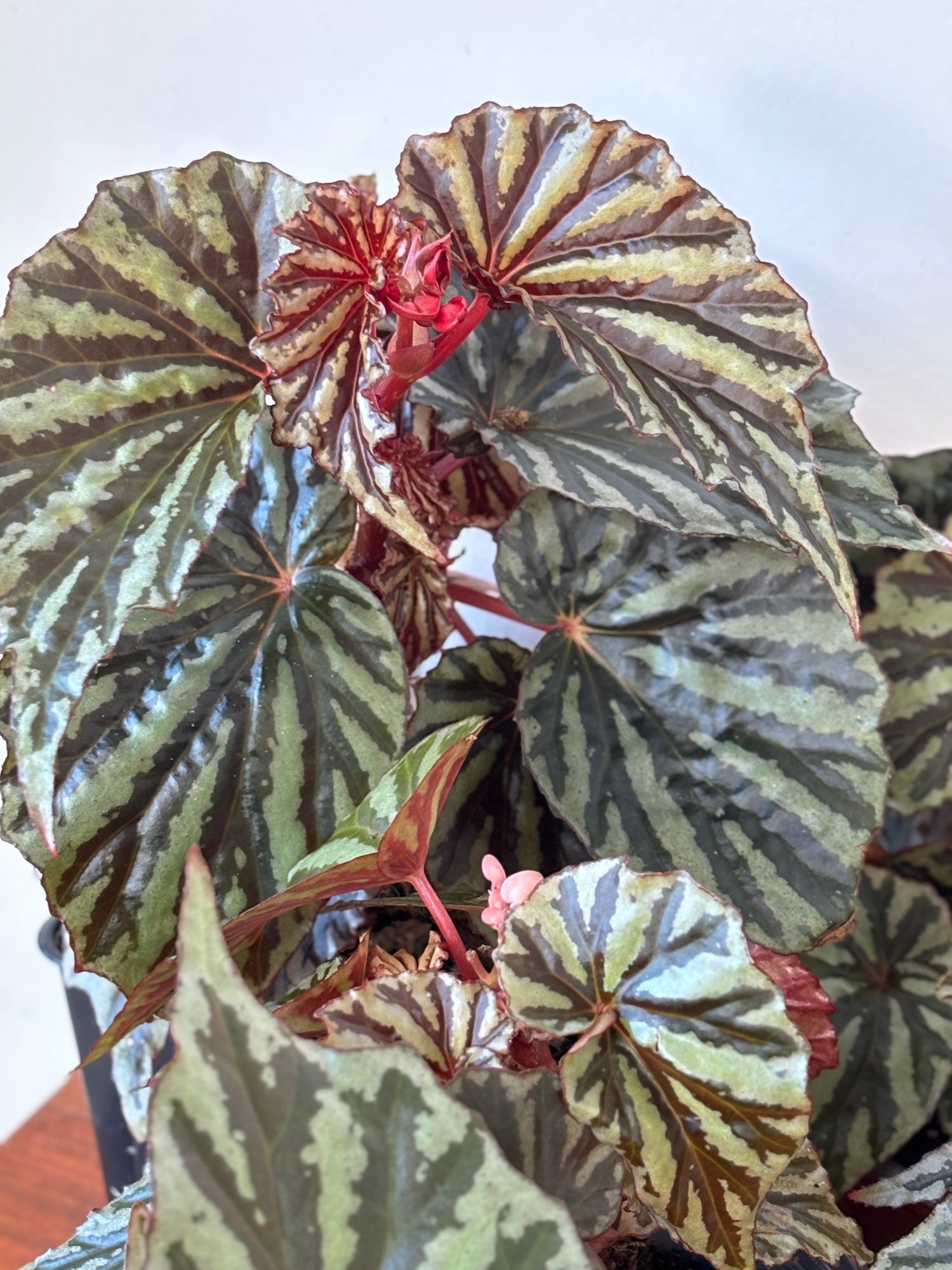 Weekly Feature- Begonia Jaya