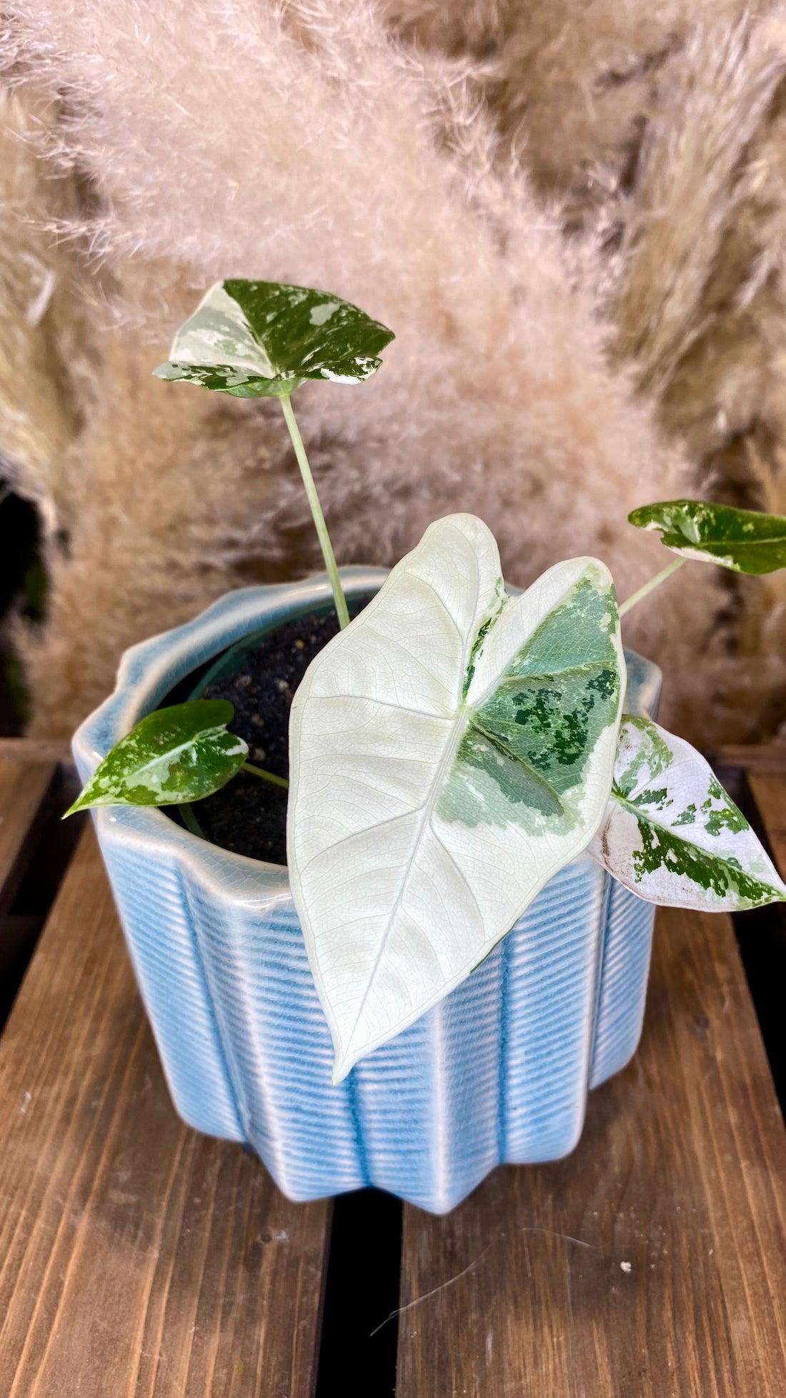 Alocasia Frydek Variegated