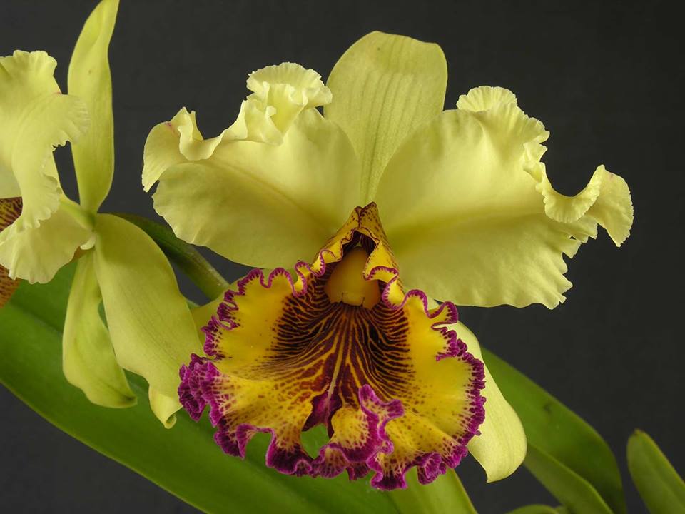 Cattelya dowiana seedling