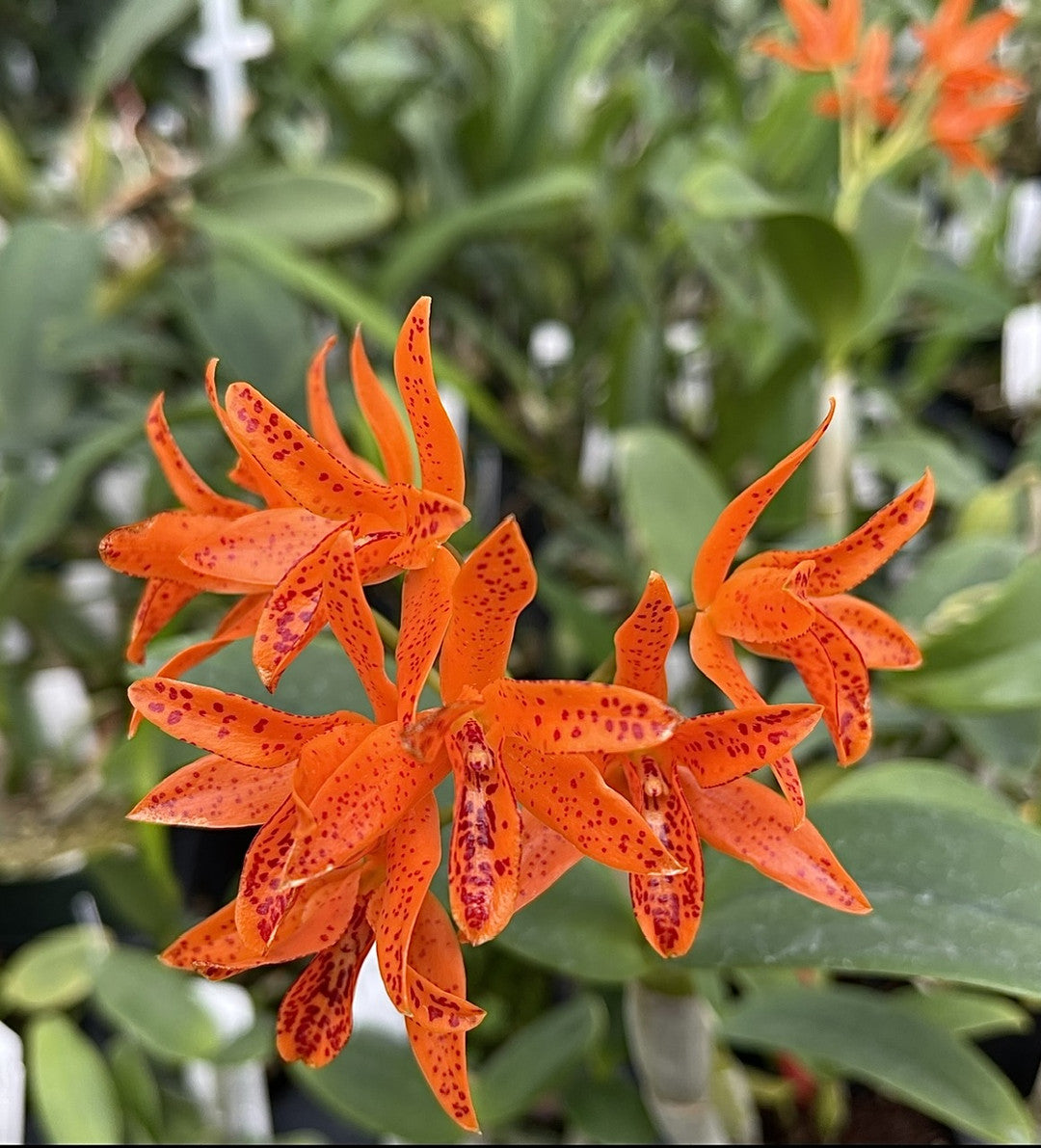 Cattleya aurantiaca (&