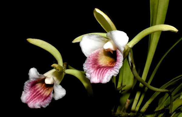 Chondrorhyncha hirtzii