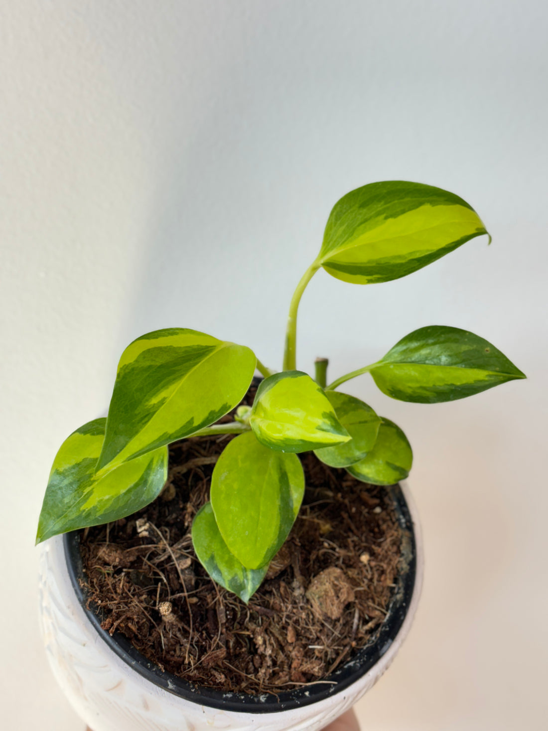 Epipremnum Neon Joy Pothos