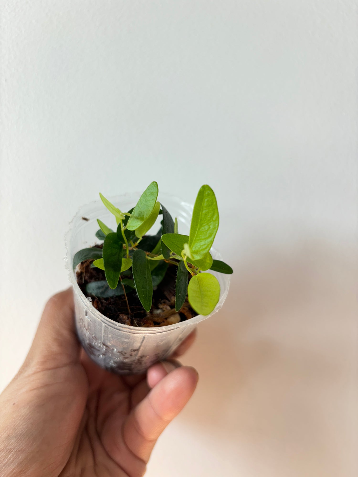 Ficus sp Panama