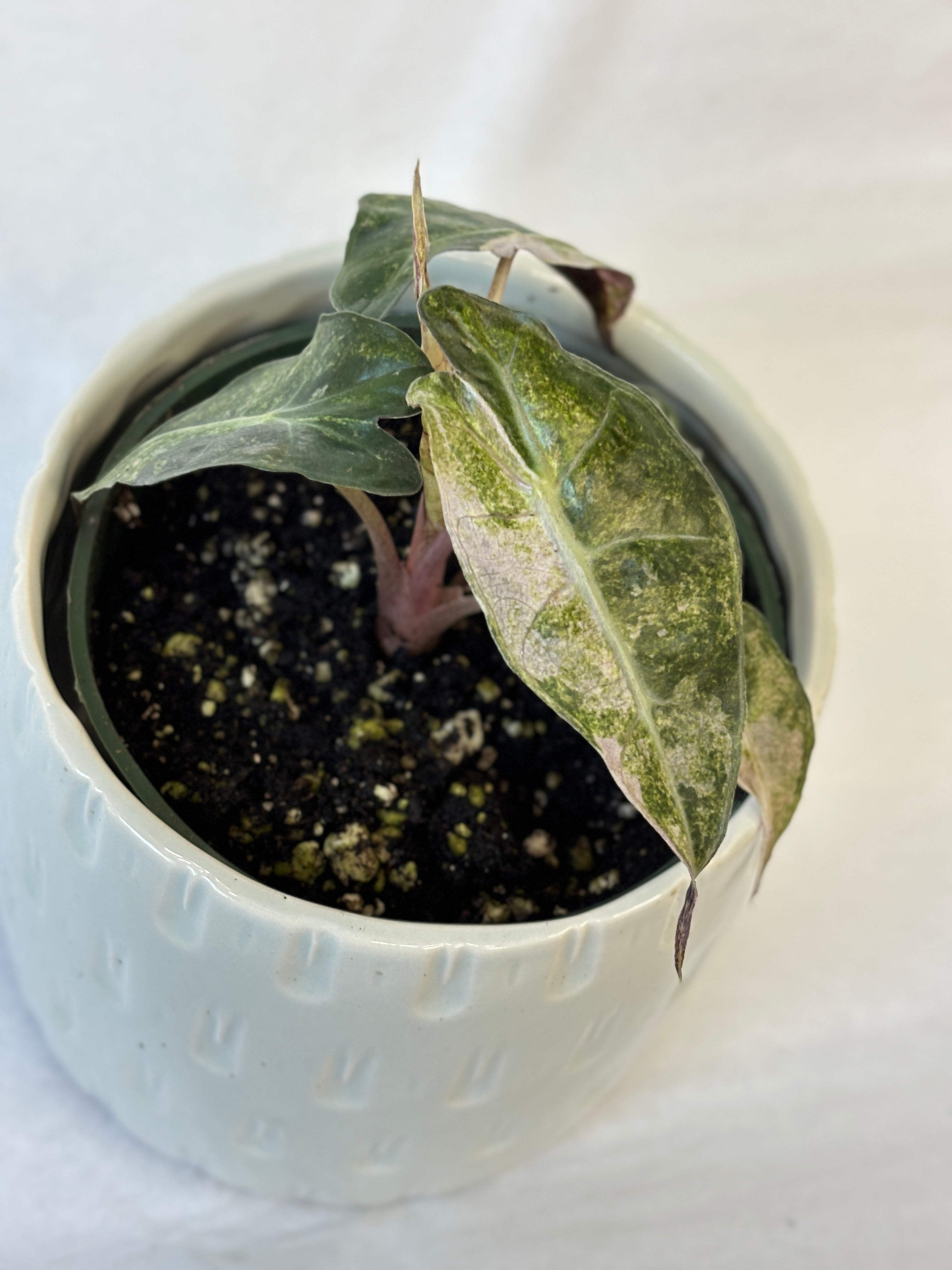 Alocasia Parasol Variegated