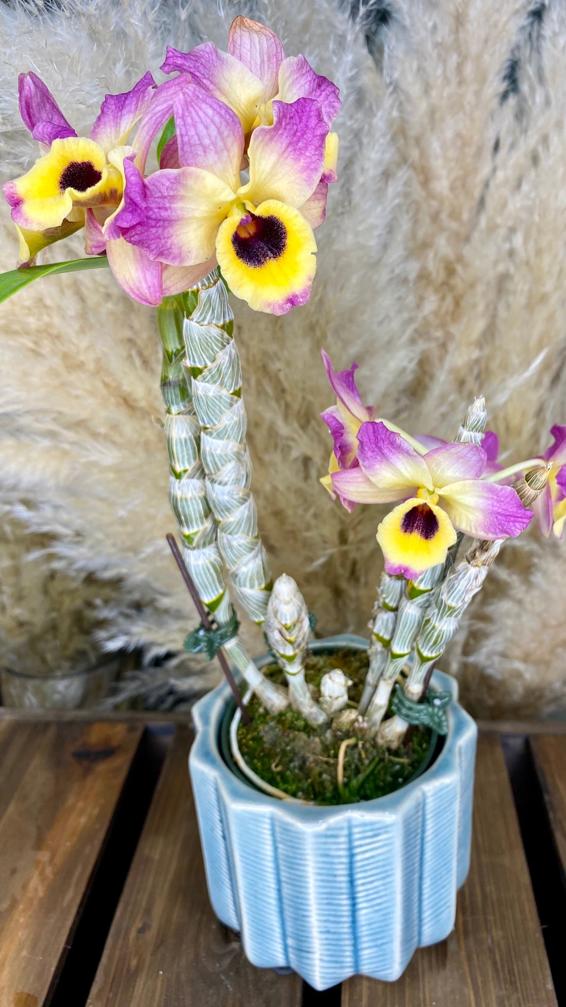 Dendrobium Orchid 4&quot; W10