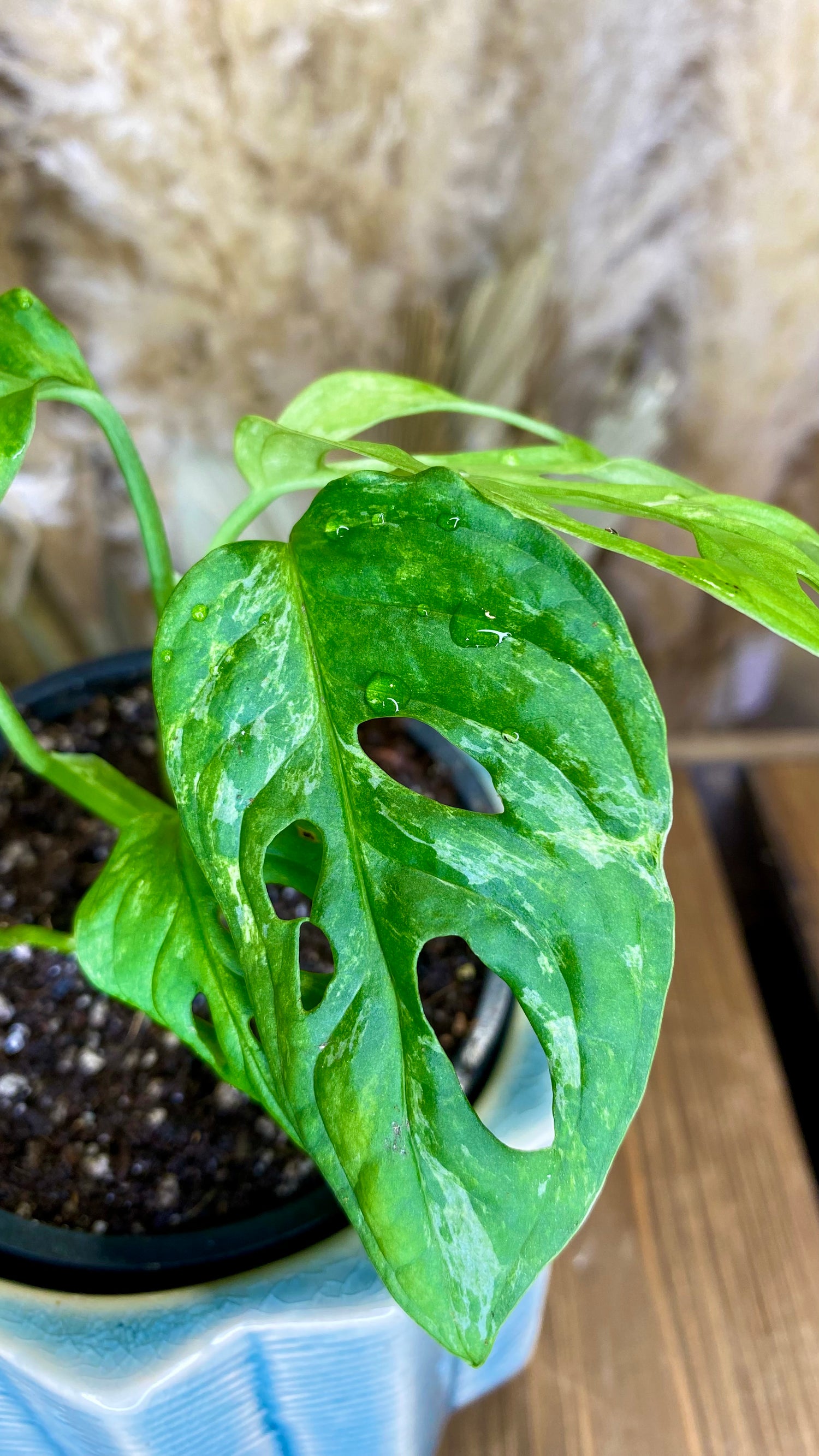 monstera adansonii mosaic Monstera Adansonii Indo Variegated – Wilderly