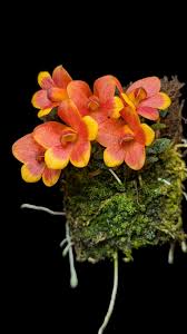 Dendrobium cuthbertsonii &quot;pepe&quot;