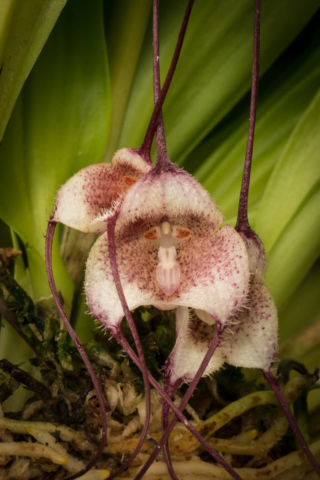 Dracula decussata