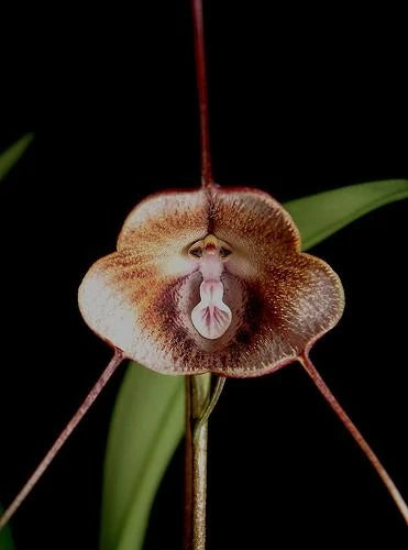 Dracula kareniae