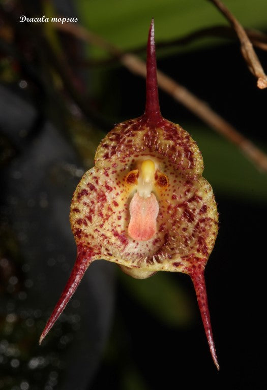 Dracula mopsus