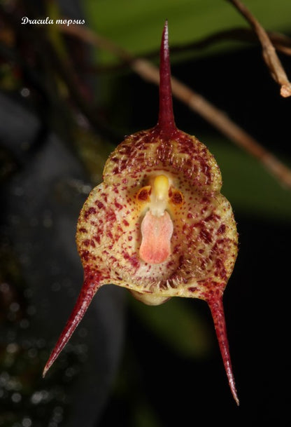 Dracula mopsus