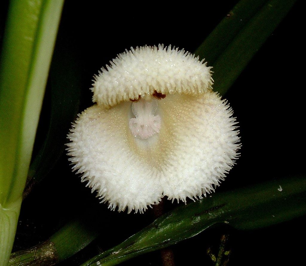 Dracula saulii