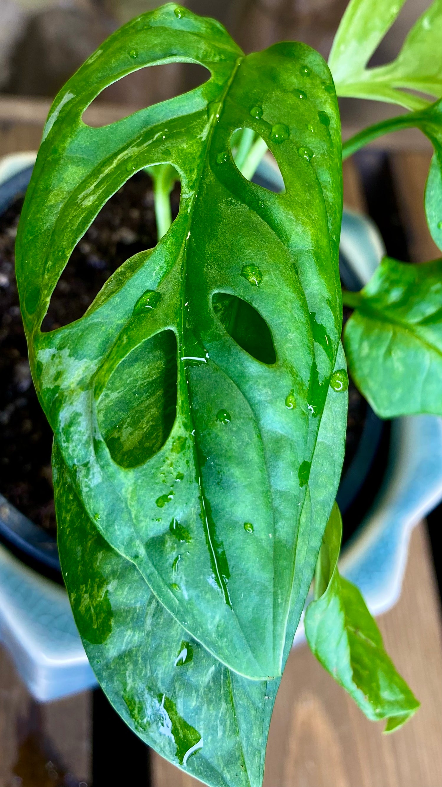 mosaic virus monstera Monstera Adansonii Indo Variegated – Wilderly