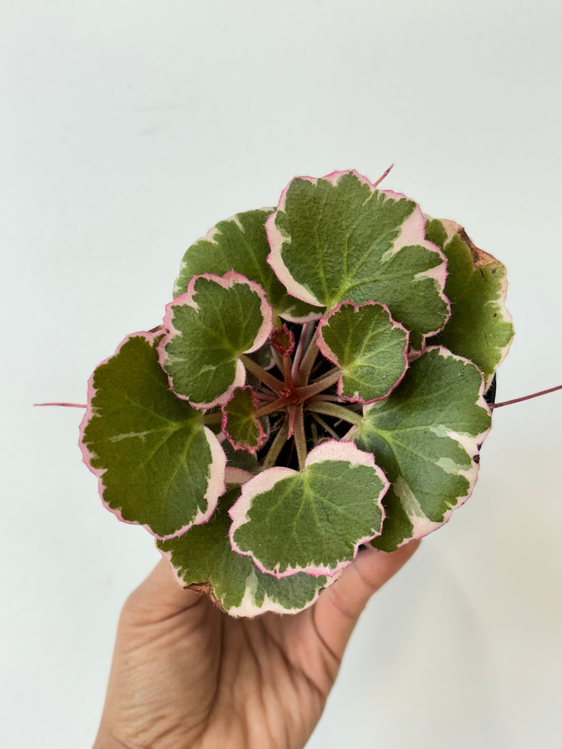 Strawberry Begonia Tricolour