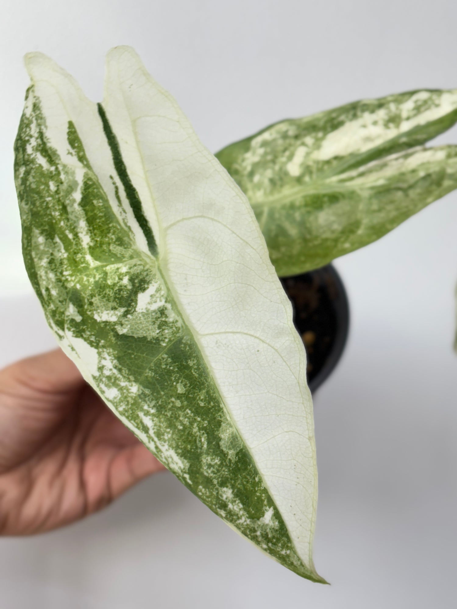 (A2) Alocasia Longiloba Variegated