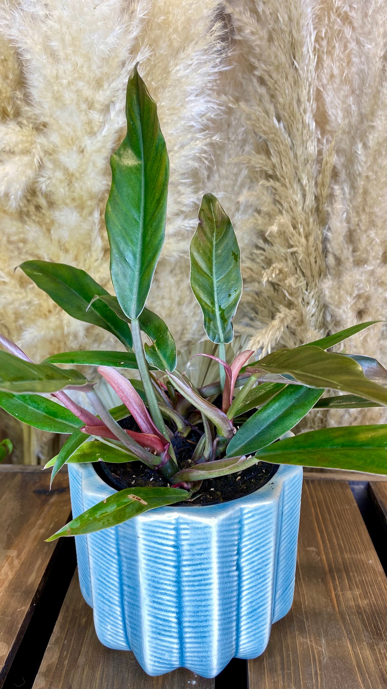 Philodendron Caramel Marble (Pluto - no variegation)