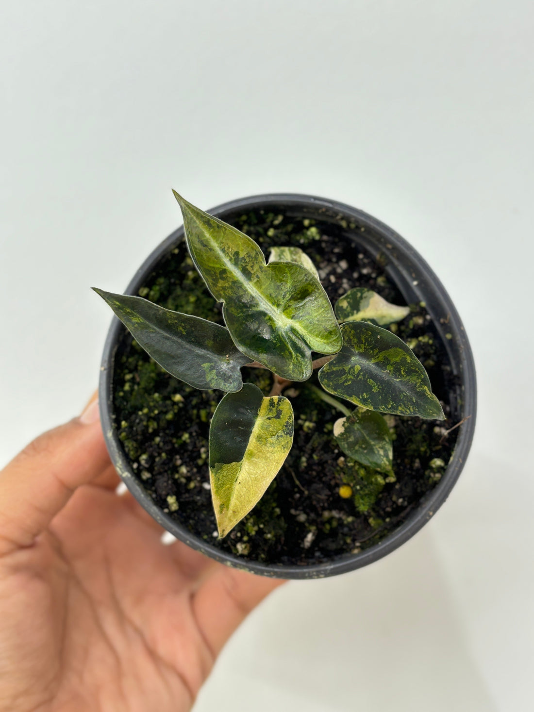 Alocasia Bambino Aurea Variegated