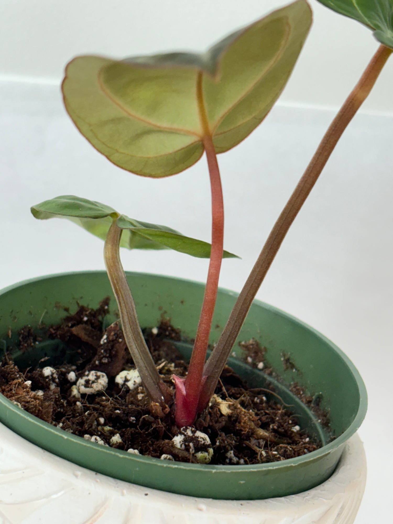 (B) Anthurium Carlablackiae