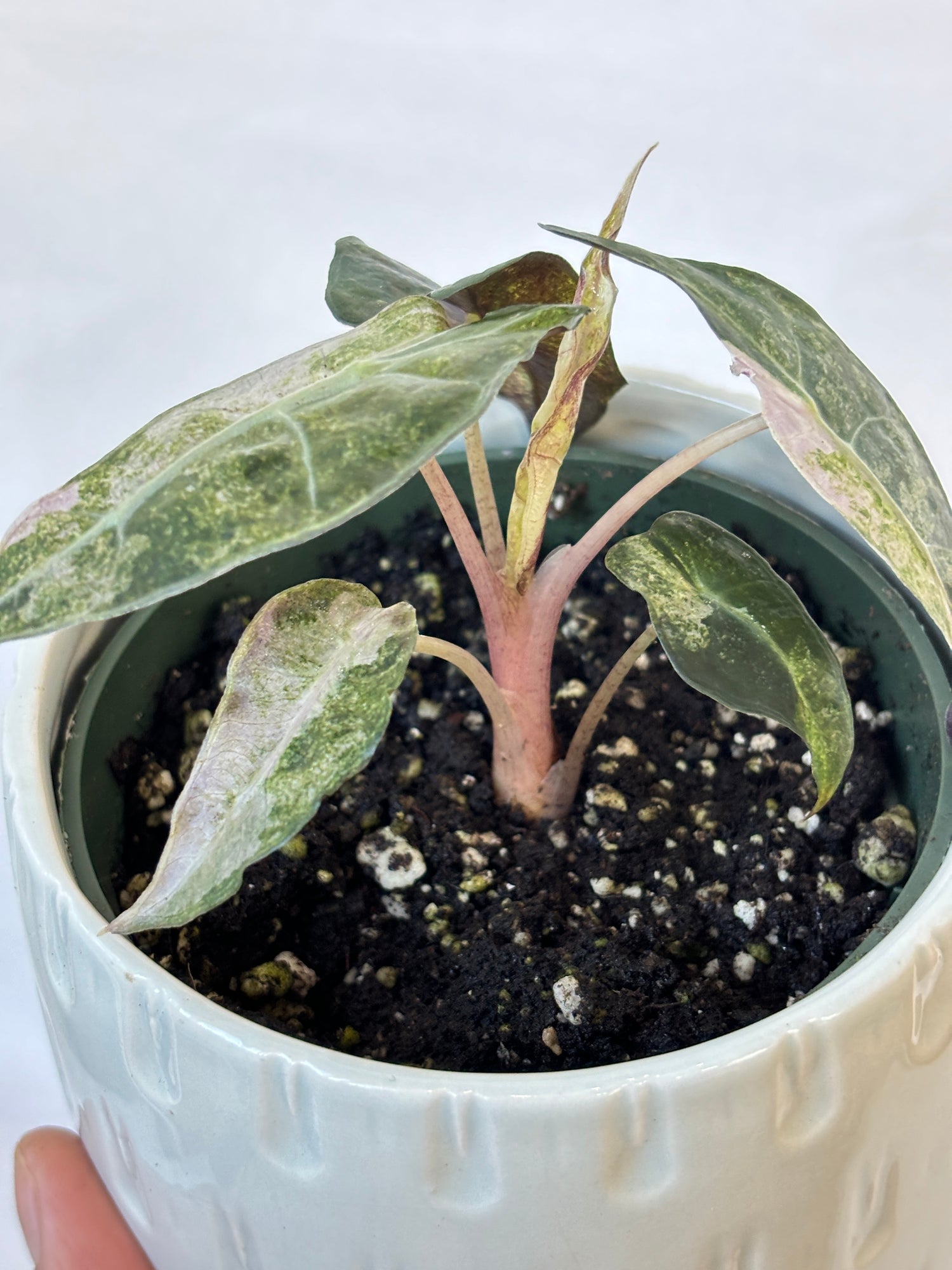 Alocasia Parasol Variegated