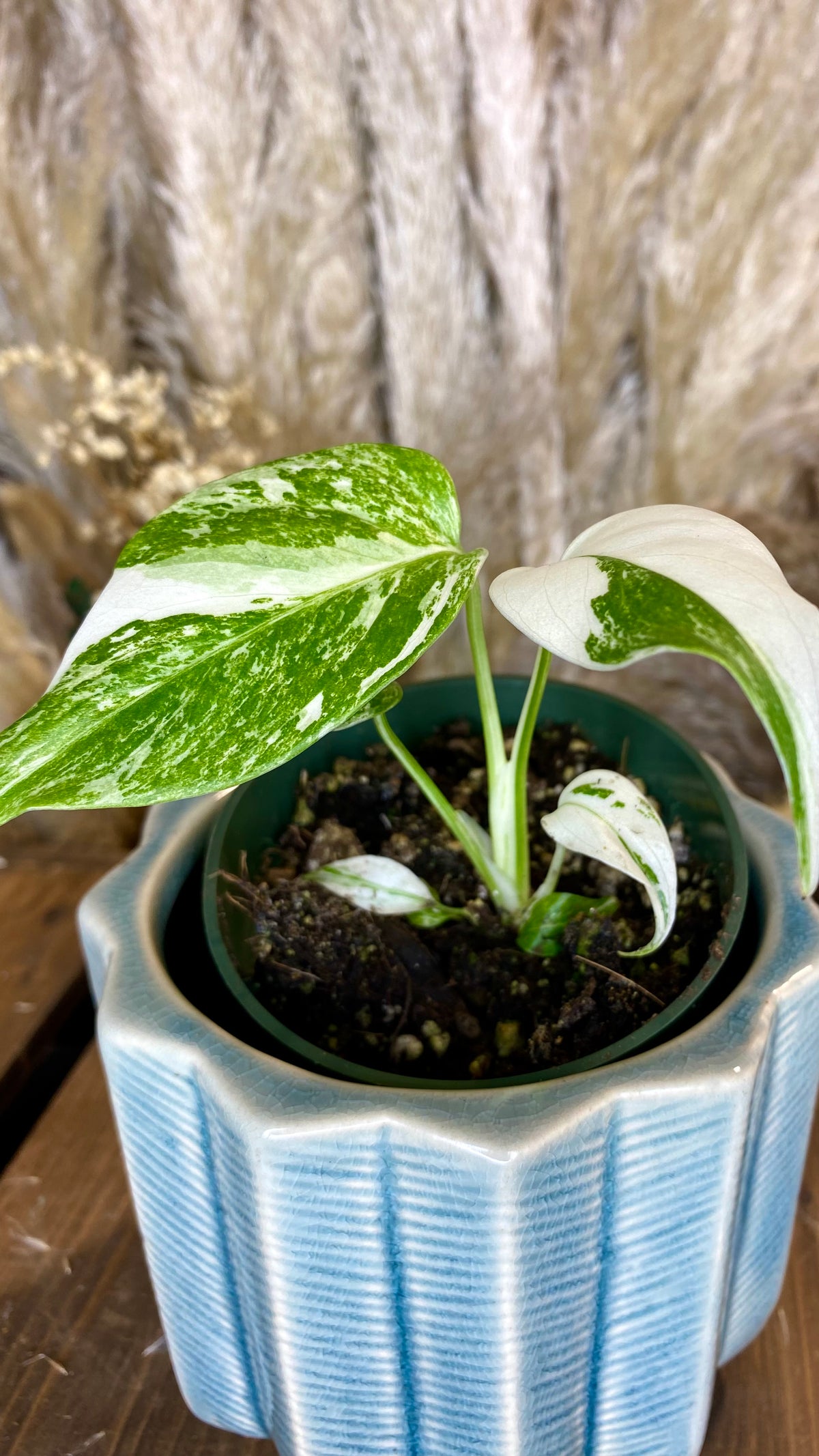 Monstera Albo 4"