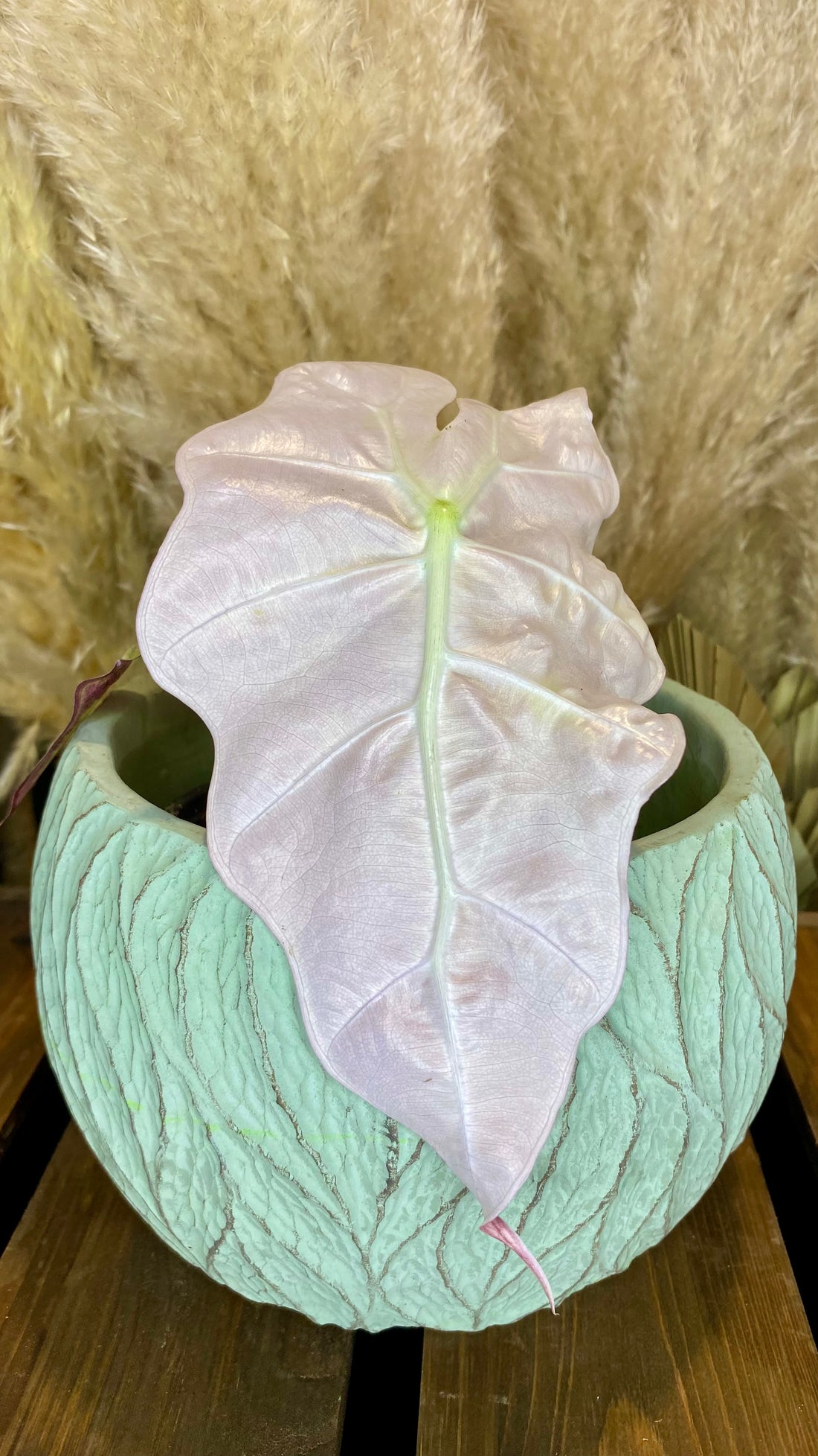 Alocasia Amazonica Polly Variegated