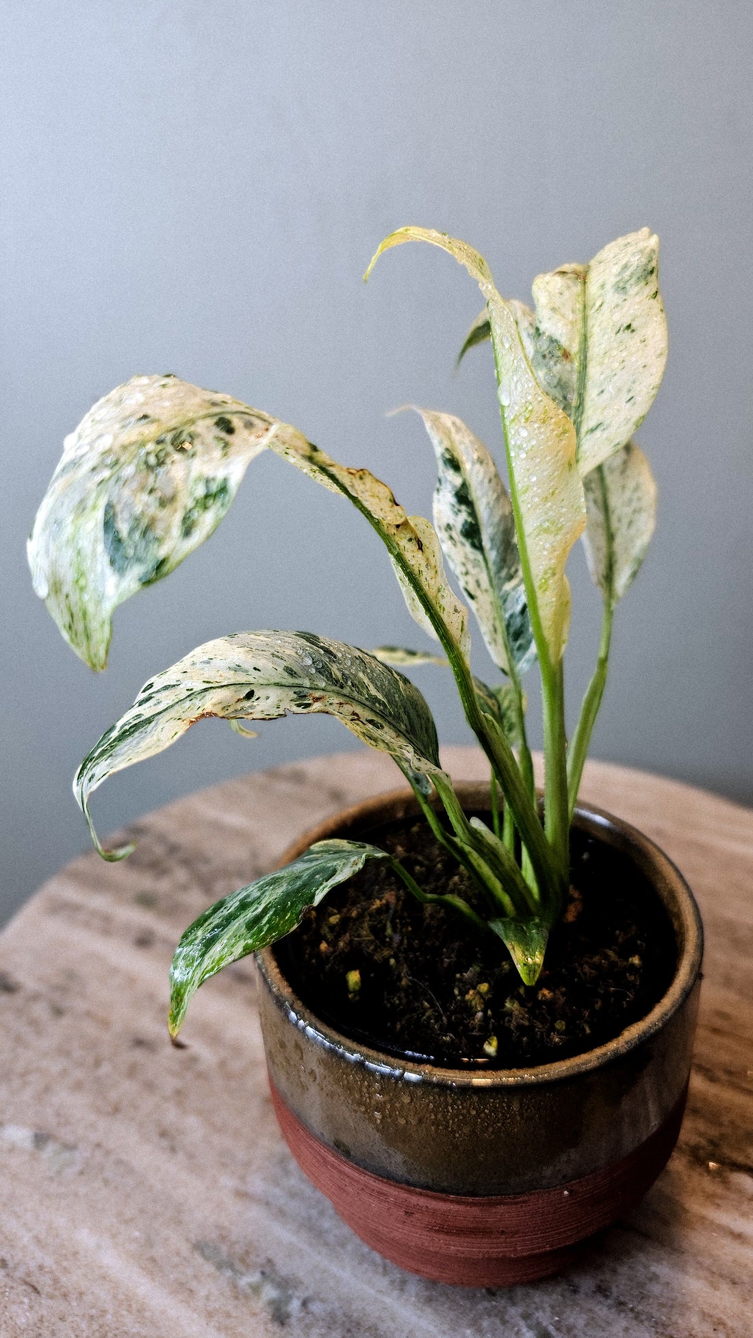 Epipremnum Giganteum Variegated 4&quot;