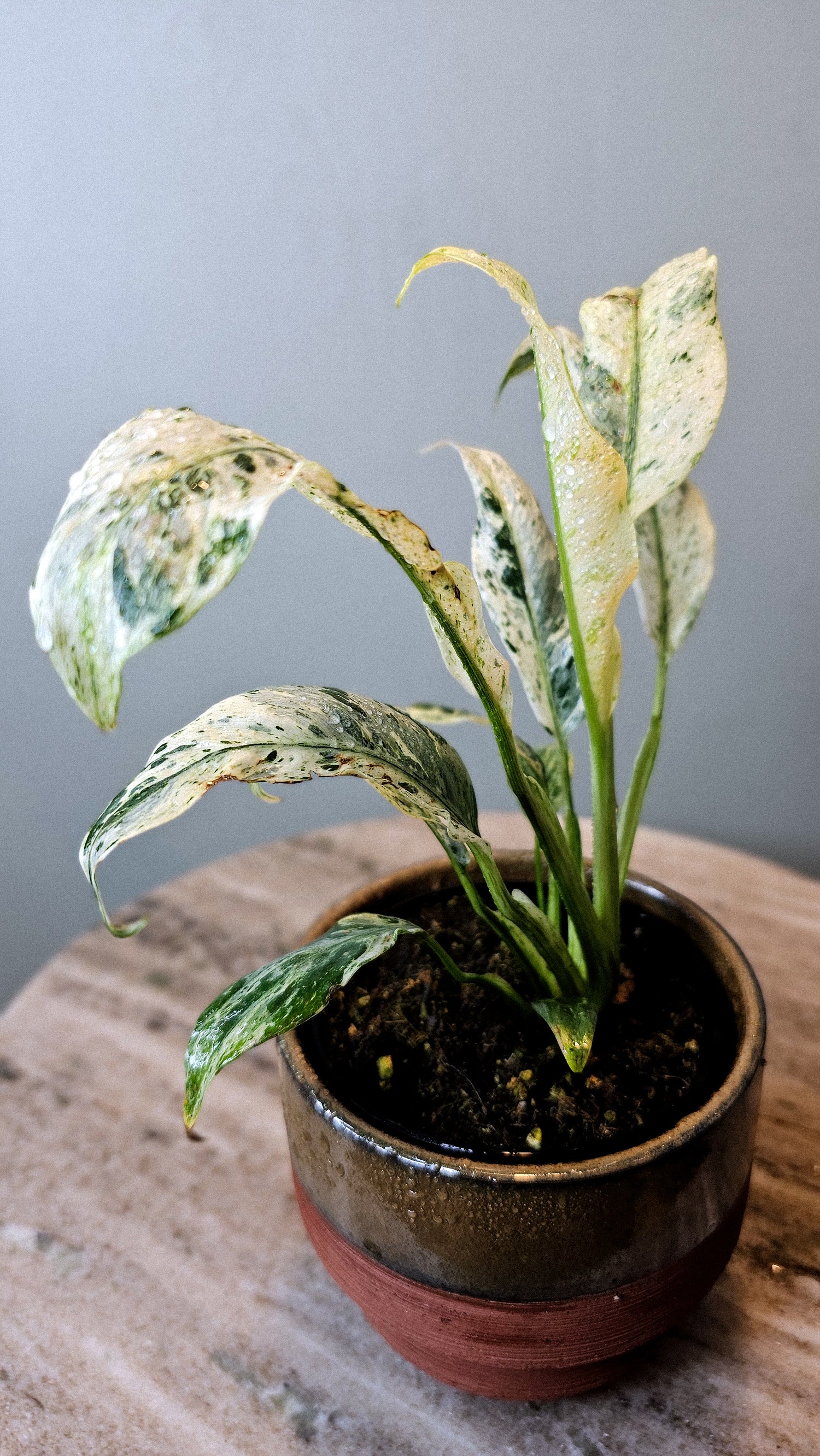 Epipremnum Giganteum Variegated 4&quot;