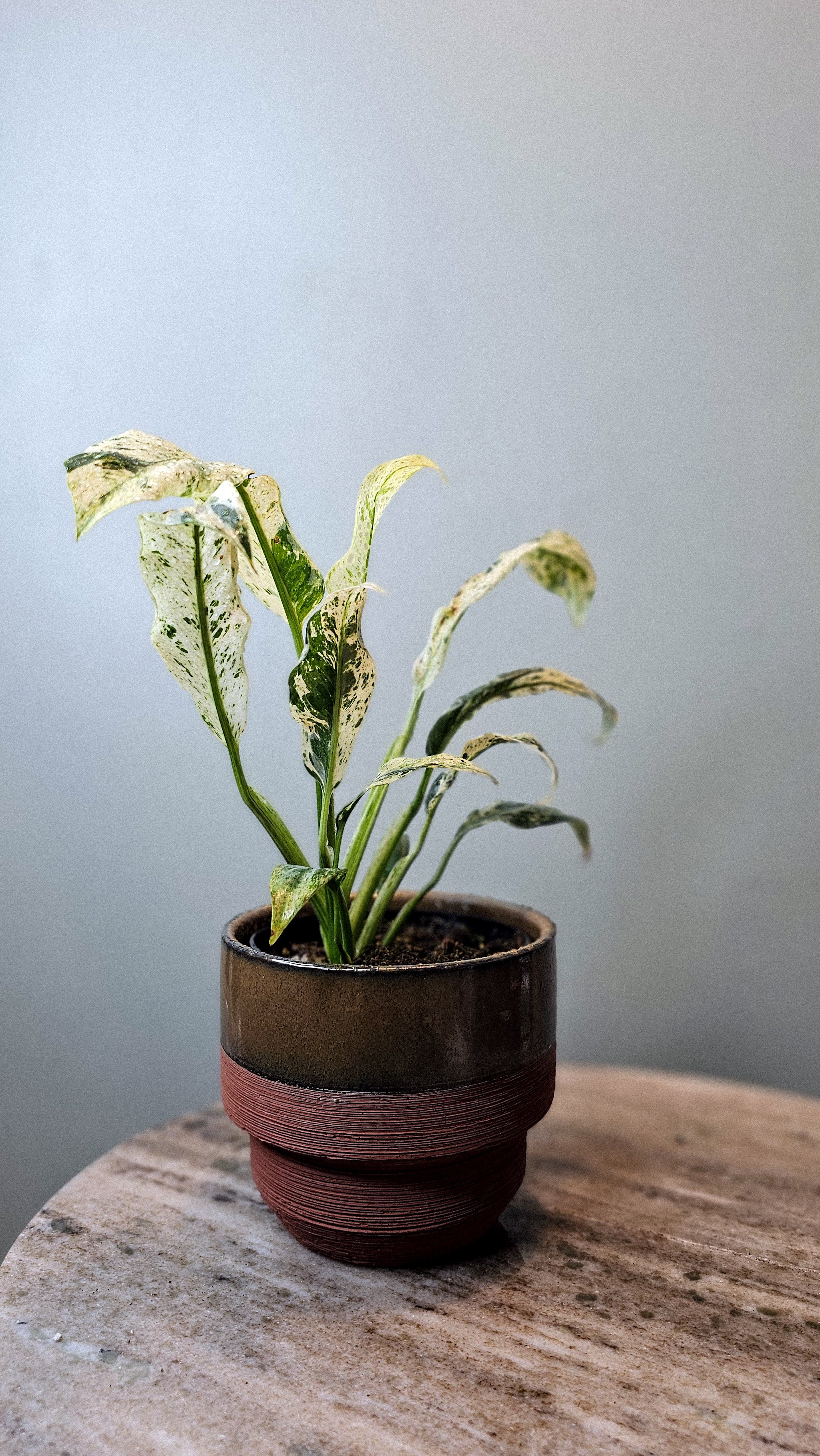 Epipremnum Giganteum Variegated 4